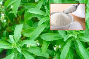 Stevia Farming : मिठास गन्ने से 300 गुना, क्या मुनाफा भी है कई सौ गुना?
