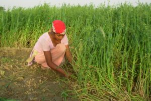 Green Fodder : सर्दियों का उम्दा हरा चारा जई