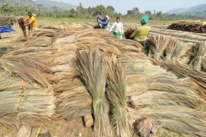 Cash Crop: झाड़ू घास की खेती, कम लागत में अधिक लाभ
