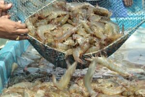 Shrimp Farming :10 पैसे में बिजली, 60 फीसदी सब्सिडी पर तालाब
