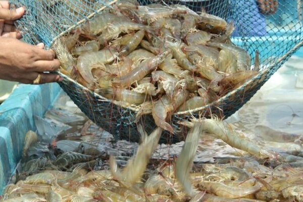 Shrimp Farming :10 पैसे में बिजली, 60 फीसदी सब्सिडी पर तालाब