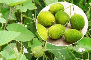 Medicinal Plant : औषधीय पौधा ककोड़ा