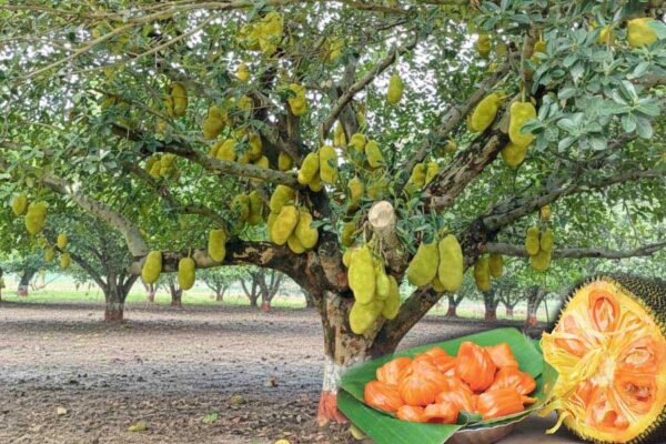 Jackfruit : मुनाफे की फसल कटहल की बागबानी