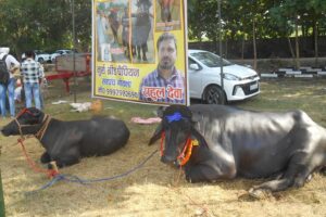Livestock Farming : 75 फीसदी सब्सिडी पर मिल रहा मुर्रा नस्ल का भैंसा