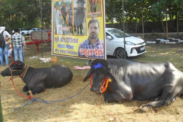 Livestock Farming : 75 फीसदी सब्सिडी पर मिल रहा मुर्रा नस्ल का भैंसा