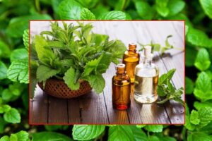 Mentha Farming : मालामाल करे मेंथा