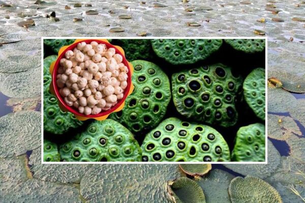 Bihar Makhana : अब MP में भी, सरकार दे रही 2.80 लाख की सब्सिडी