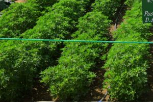 Fenugreek Farming: मेथी की खेती महीनेभर में कमाई देती