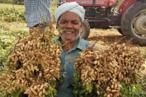 Peanut Farming : मूंगफली की खेती से बढ़ाएं कमाई
