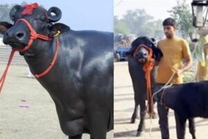 Murrah Buffalo Durga: बनाया कीर्तिमान, एक दिन में दिया 41.58 किलो दूध