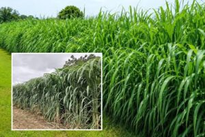 Napier Grass