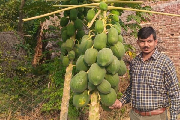 Papaya Farming : कम लागत में ज्यादा मुनाफा