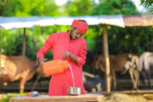 Milk Production : पशुओं में दुग्ध उत्पादन बढ़ाने के उपाय