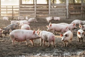 Pig Farming  : करें सूअर कारोबार, बैंक से मिल सकता है 10 लाख तक लोन