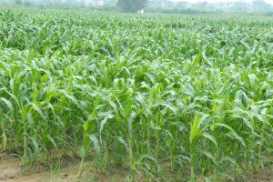 Rabi Maize : रबी मक्का की बोआई का समय शुरू, जानें काम की बातें