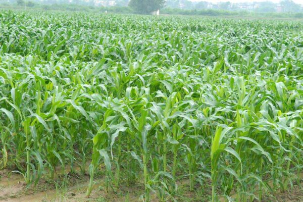 Rabi Maize : रबी मक्का की बोआई का समय शुरू, जानें काम की बातें
