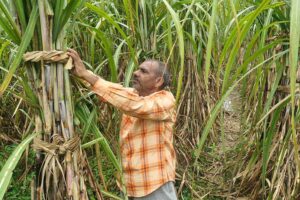 Farmer Arvind Singh: रिंग पिट विधि से तीन गुना ज्यादा गन्ना उत्पादन