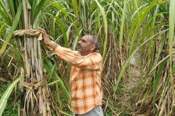 Farmer Arvind Singh: रिंग पिट विधि से तीन गुना ज्यादा गन्ना उत्पादन
