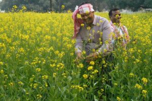 Mustard Farming : बंपर पैदावार का फौर्मूला – सही बीज, सही खाद