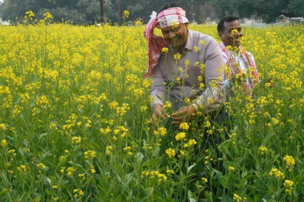 Mustard Farming : बंपर पैदावार का फौर्मूला – सही बीज, सही खाद