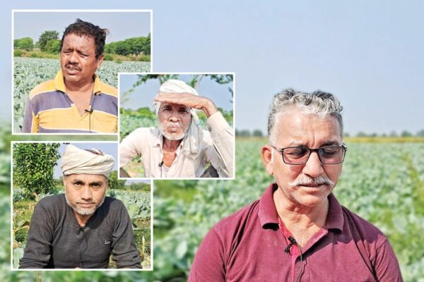 Cauliflower Farming : सतना के किसानों की ‘सफेद’ क्रांति