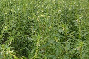 Sesame Farming : छोटा दाना, बड़ा मुनाफा, तिल की खेती से करें कमाई