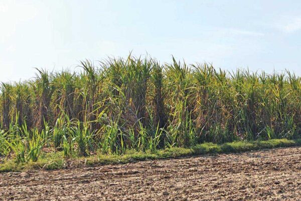 Sugarcane : उत्तर प्रदेश में वसंतकालीन गन्ने की खेती